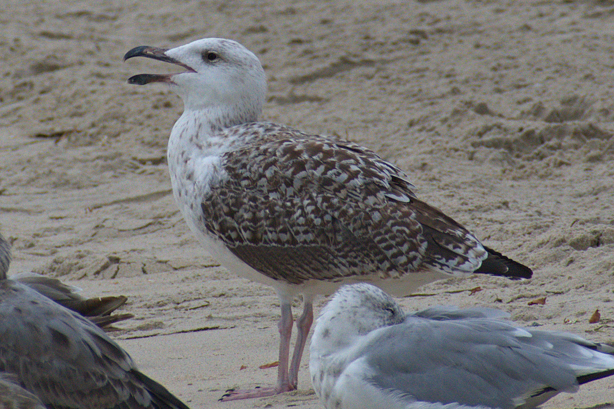 Great Black-backed Gull - ML640389148