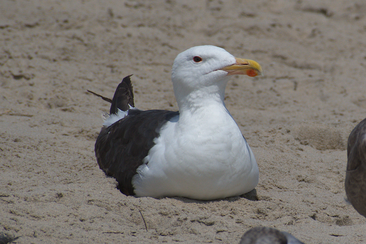 Great Black-backed Gull - ML640389154