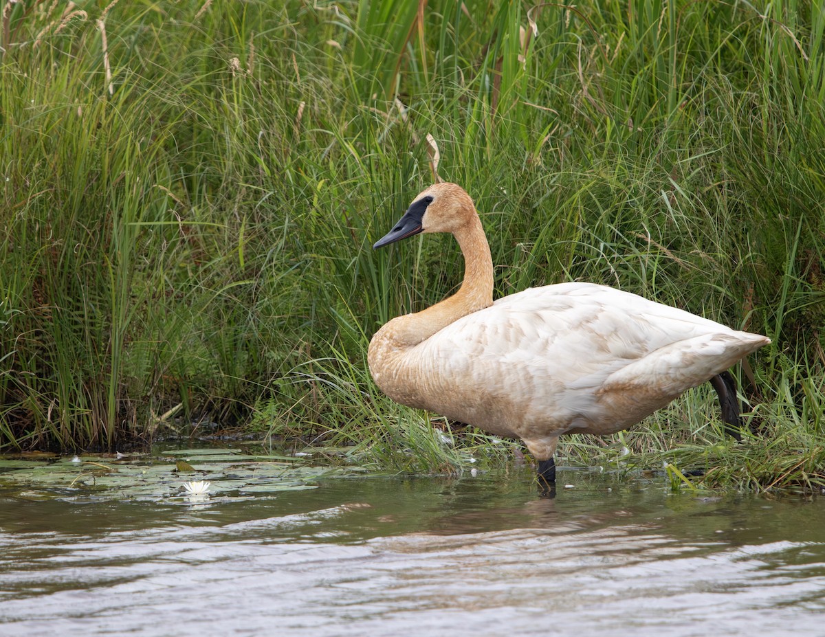 Trumpeter Swan - ML640389284