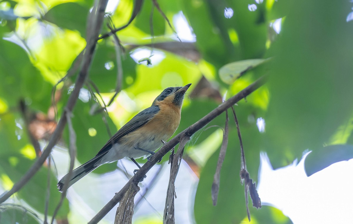 Australian Spectacled Monarch - ML640389319