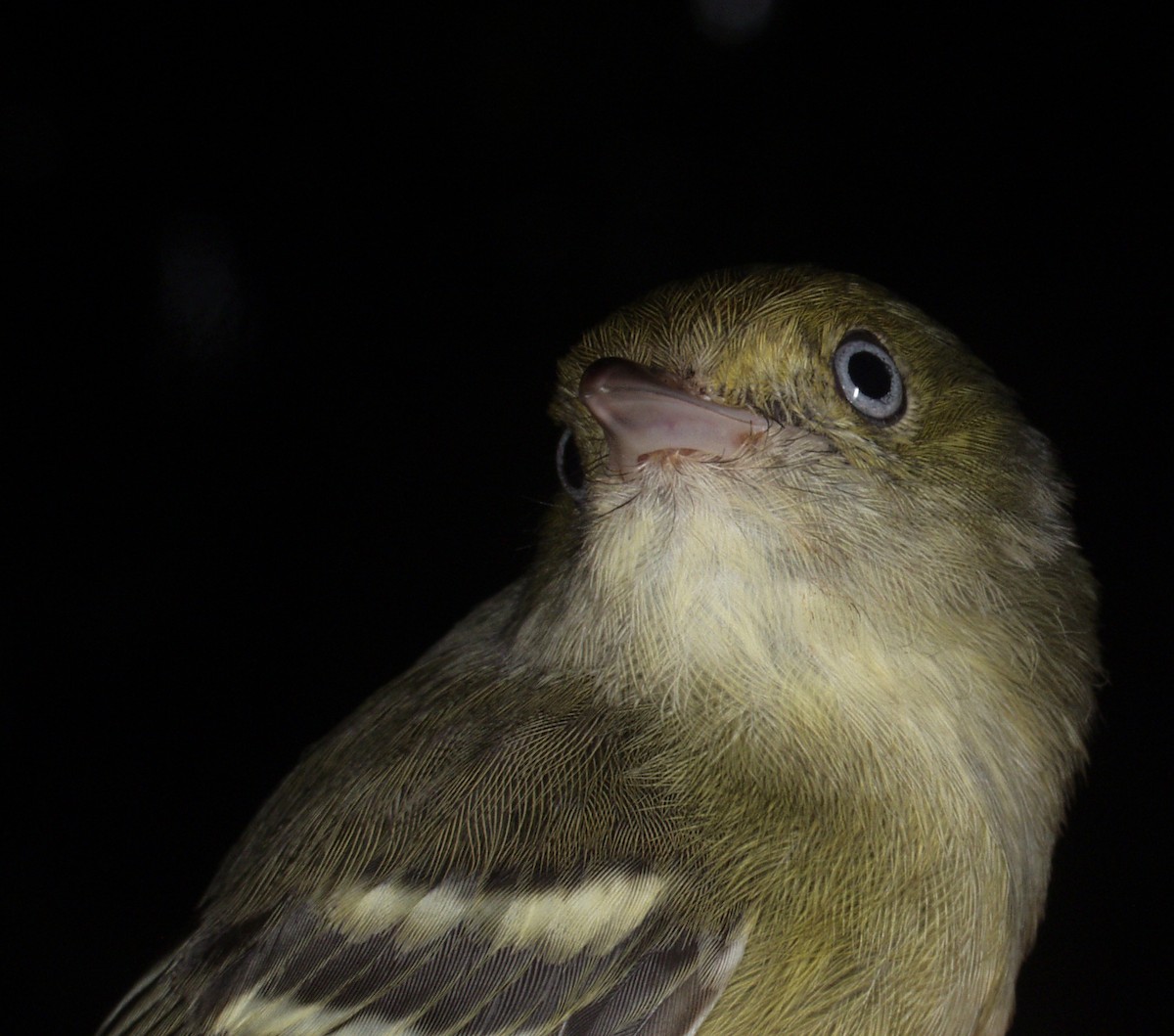 Jamaican Vireo - ML640389405