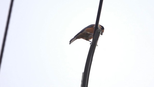 Varied Tit - ML640389441