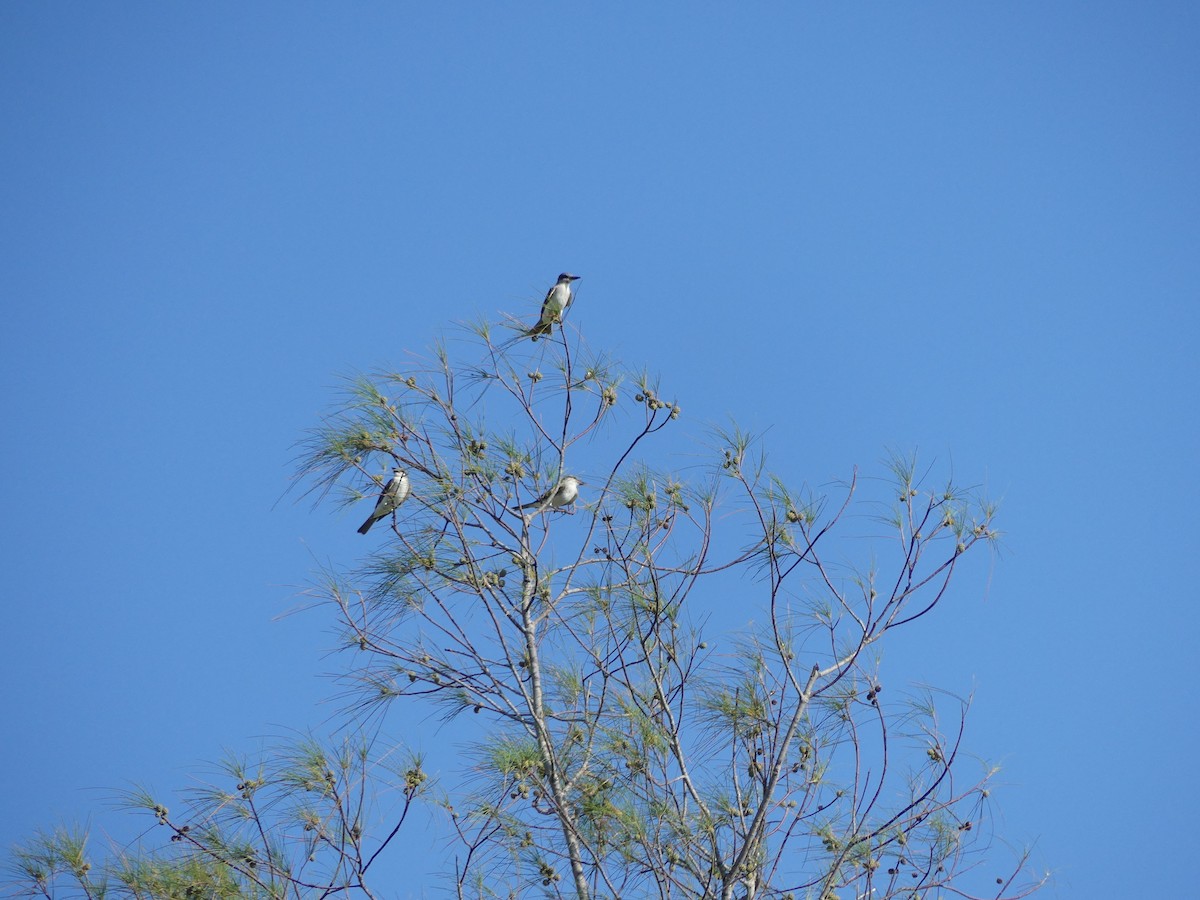 Gray Kingbird - ML640389479