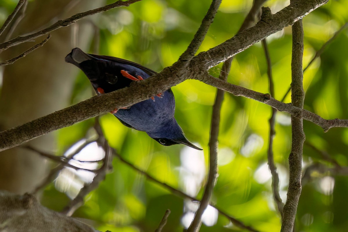Red-legged Honeycreeper - ML640389492