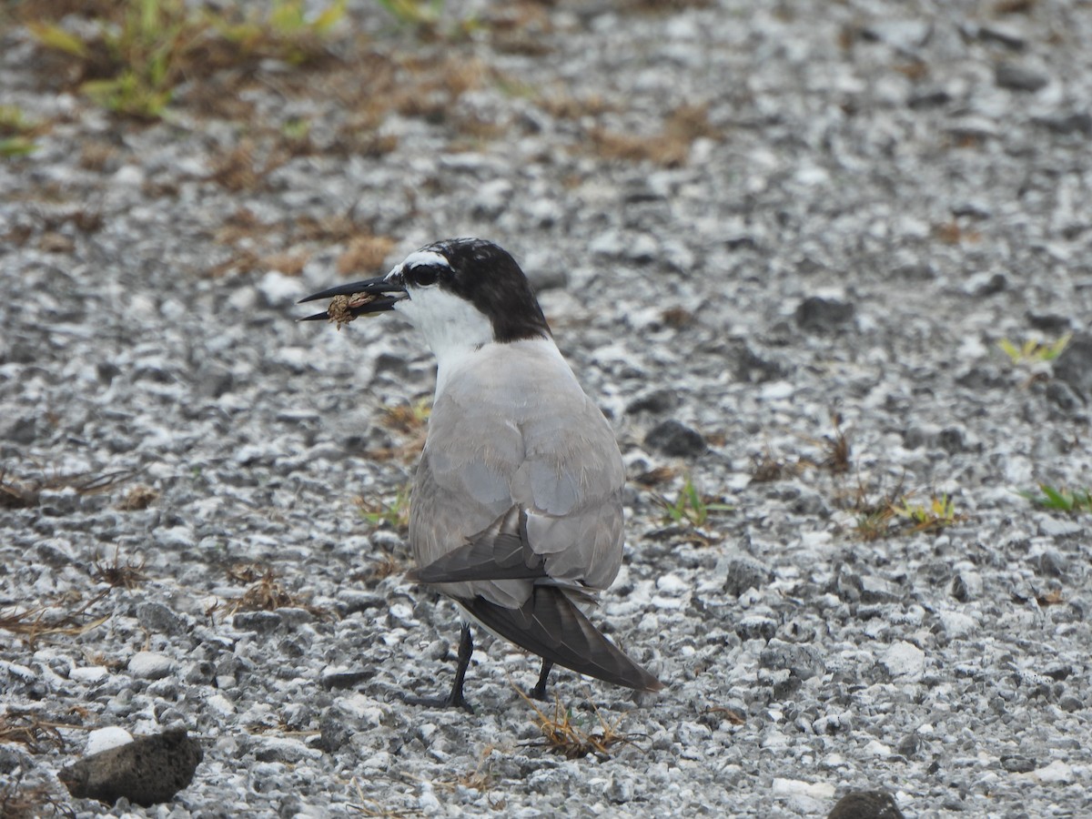 Gray-backed Tern - ML640389496