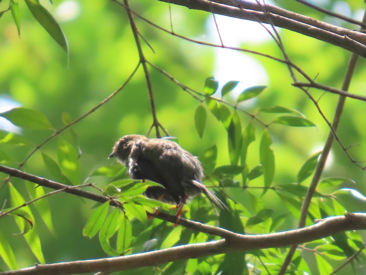 Long-tailed Manakin - ML640389600