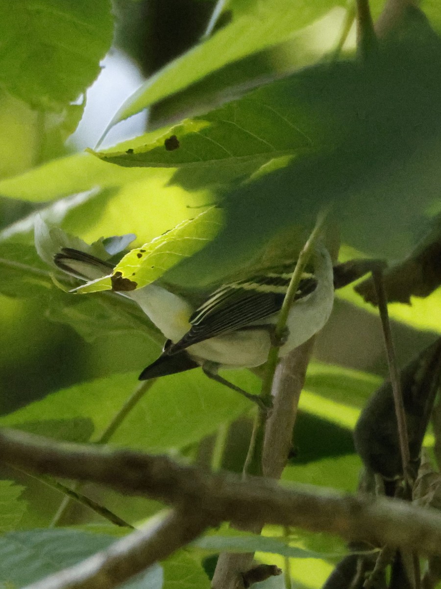 Chestnut-sided Warbler - ML640389697
