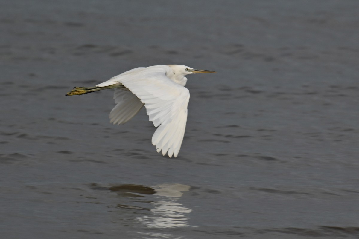 Chinese Egret - ML640389729