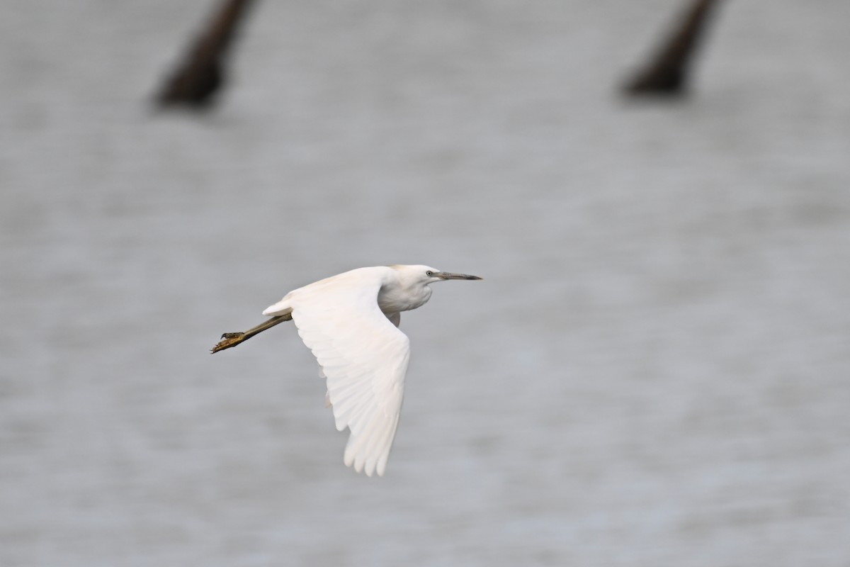 Chinese Egret - ML640389730