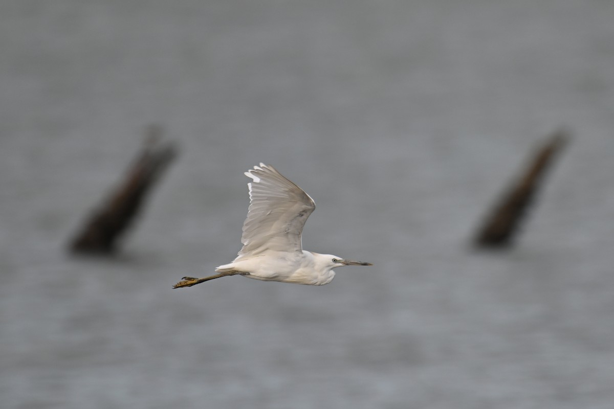 Chinese Egret - ML640389731