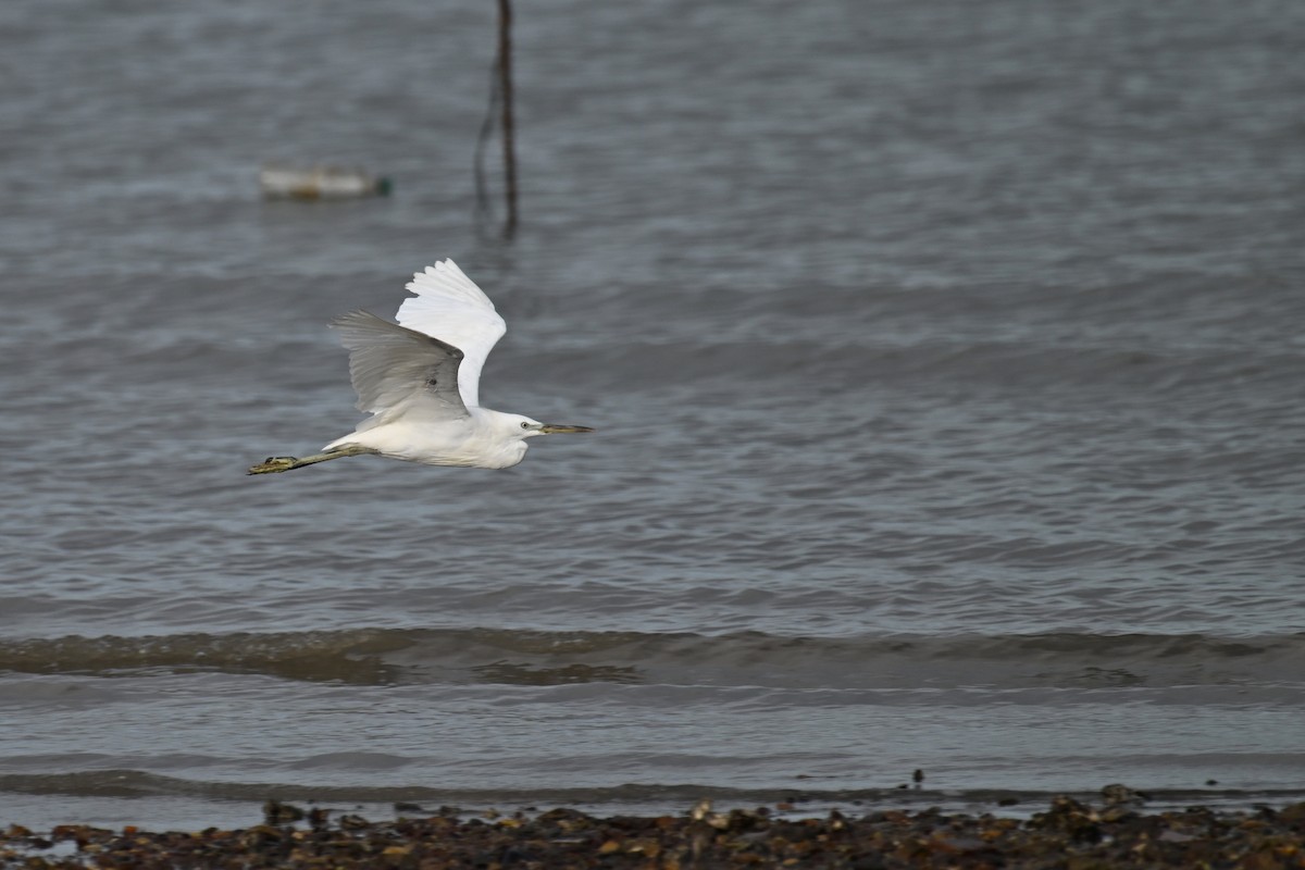 Chinese Egret - ML640389732