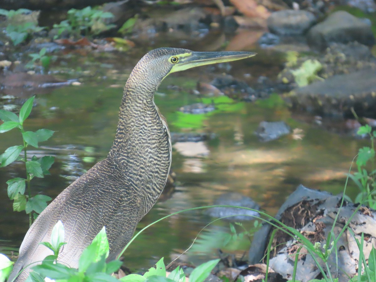Bare-throated Tiger-Heron - ML640389736