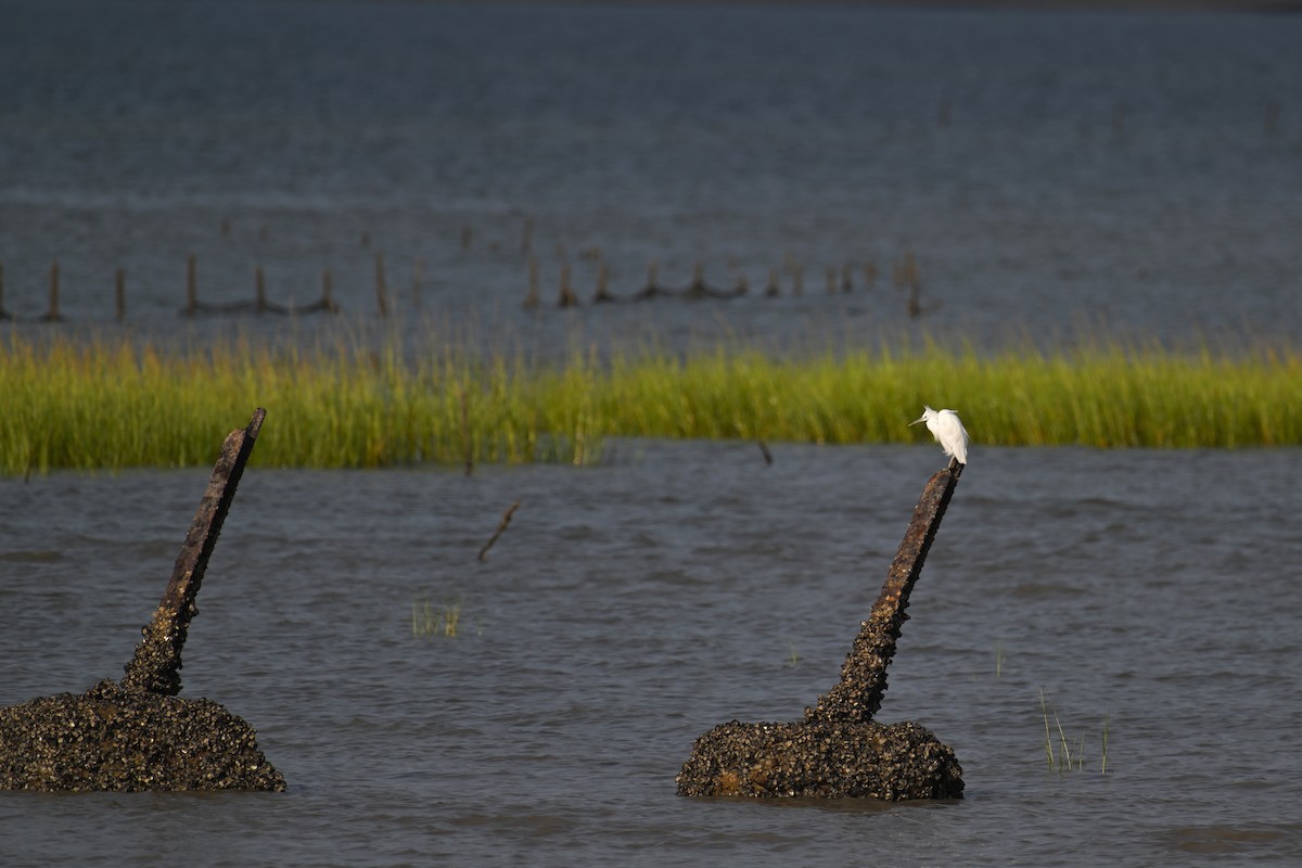 Chinese Egret - ML640389738