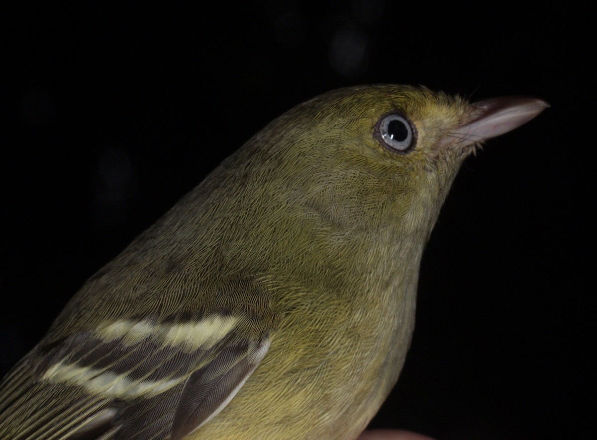 Jamaican Vireo - ML640389758