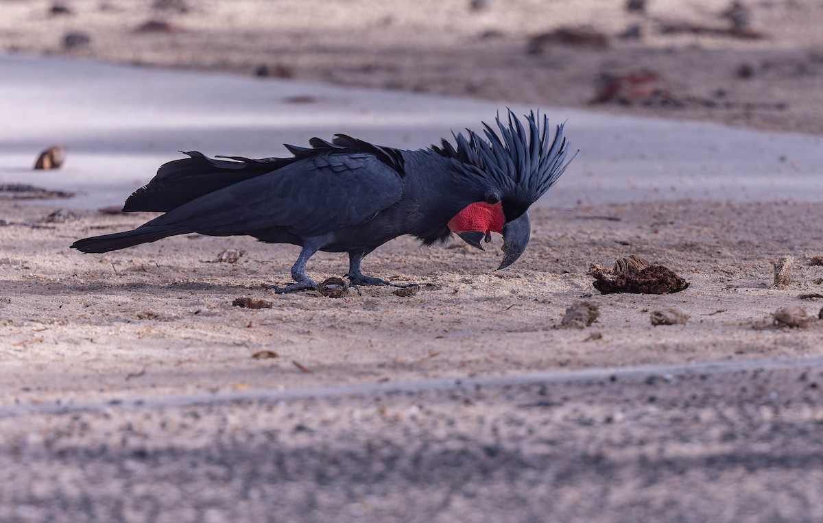 Cacatúa Enlutada - ML640389765