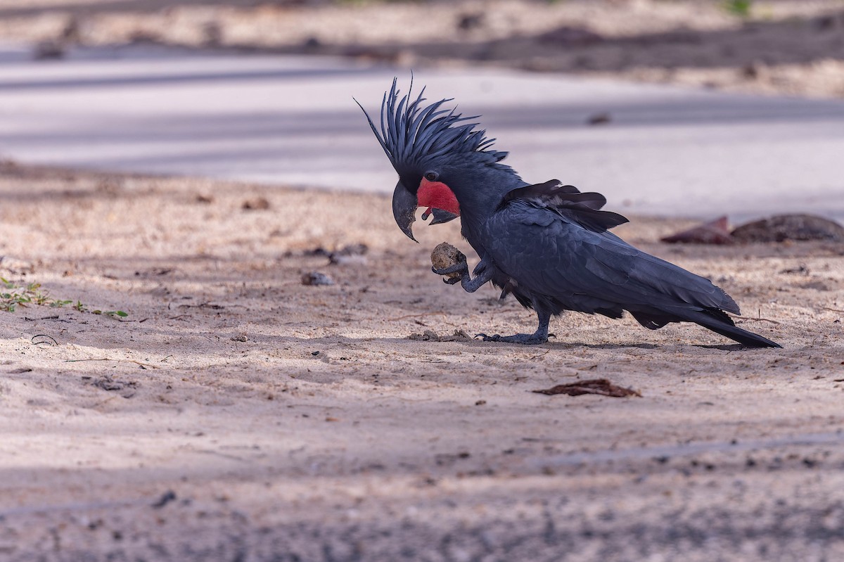 Cacatúa Enlutada - ML640389766