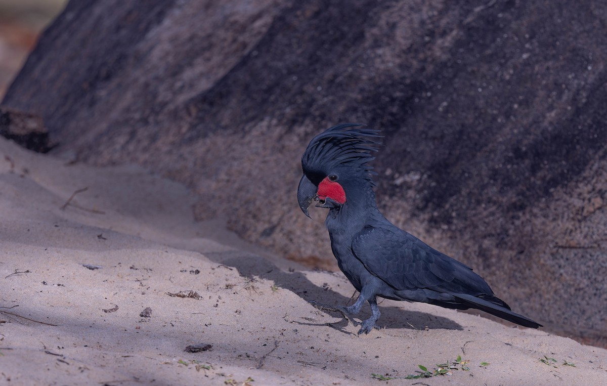 Cacatúa Enlutada - ML640389768