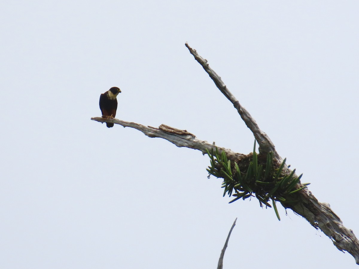 Bat Falcon - ML640389785