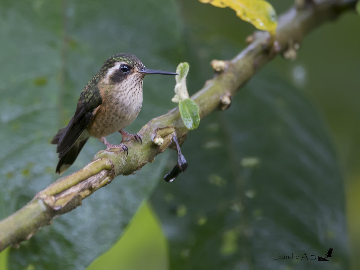Speckled Hummingbird - ML640389793