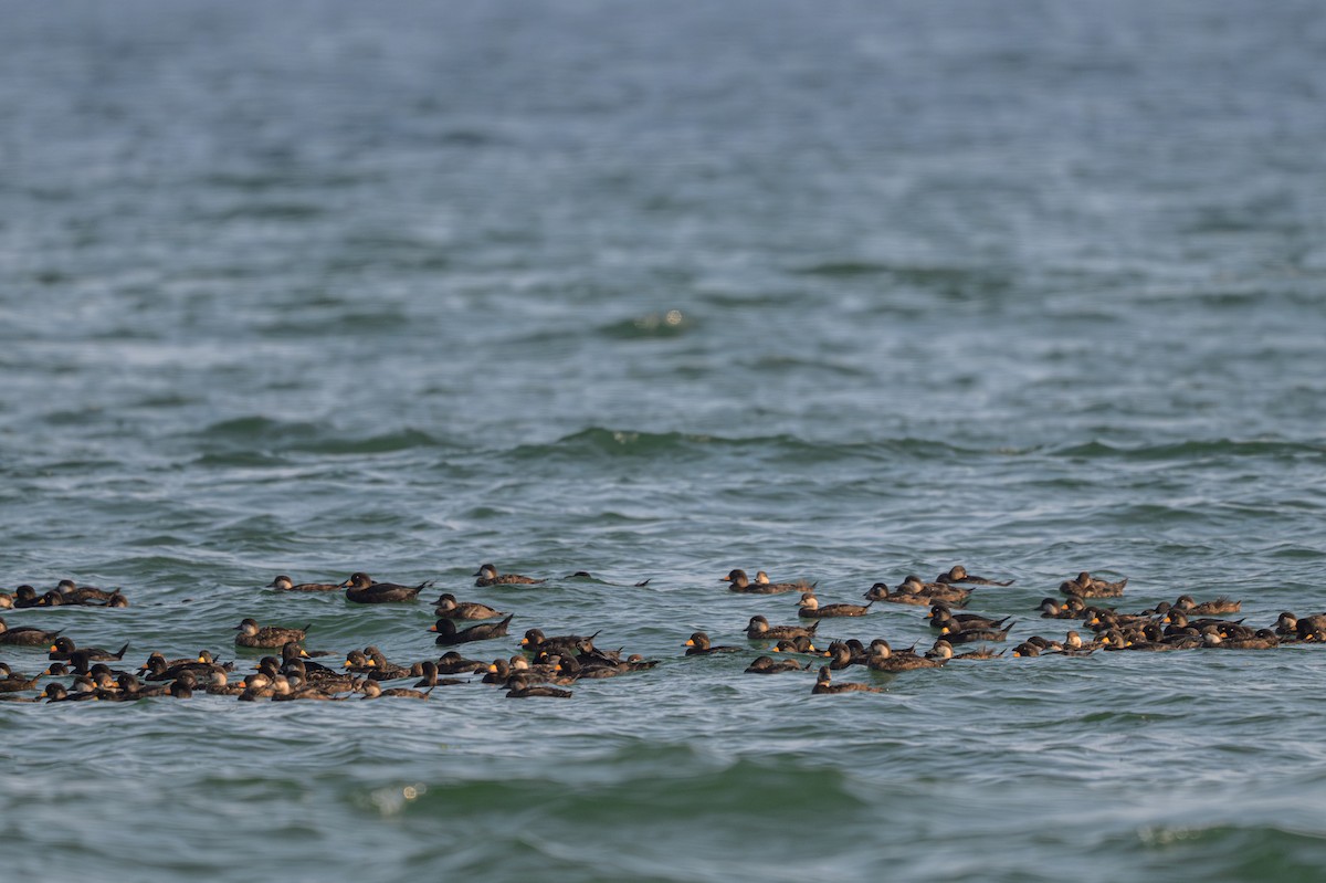 Black Scoter - ML640389806