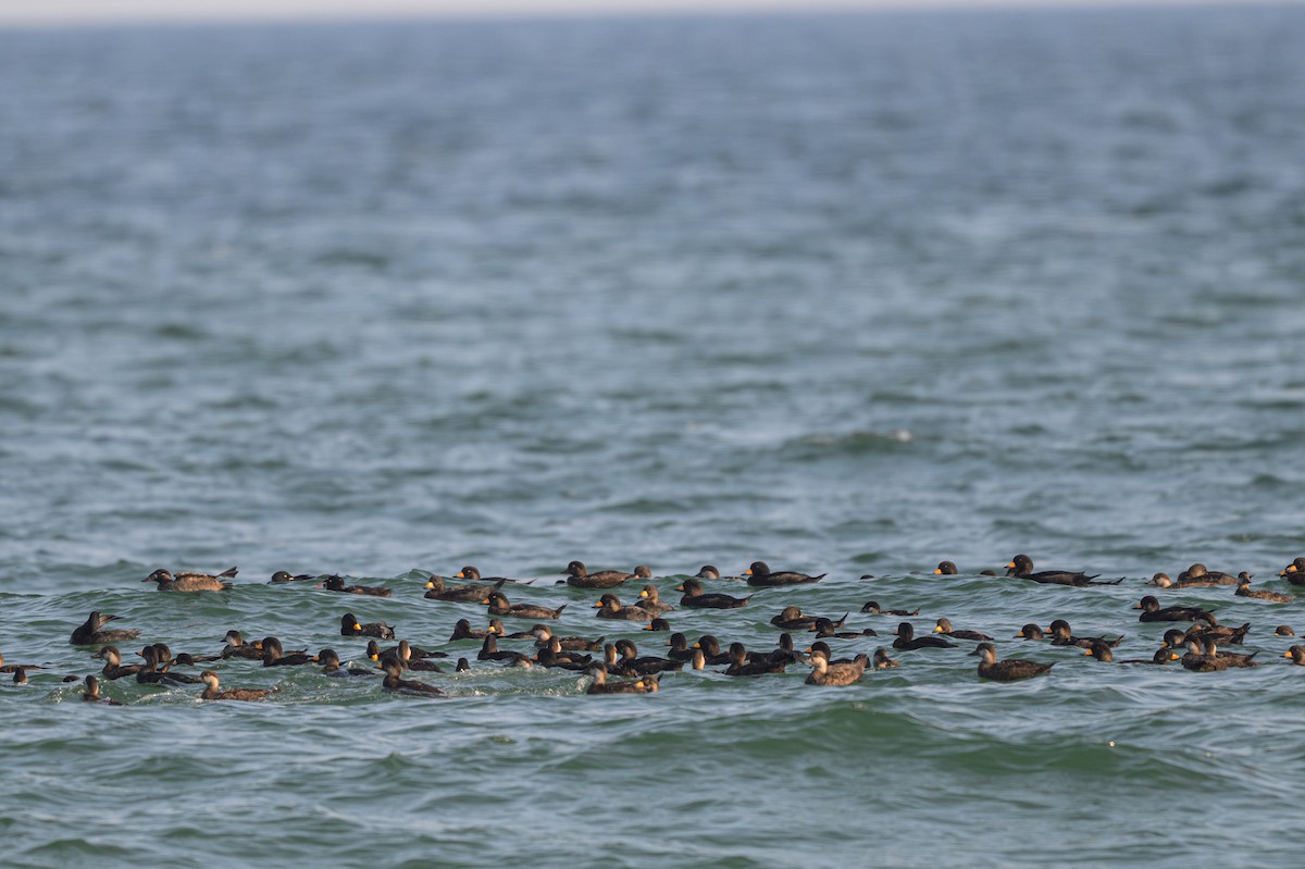 Black Scoter - ML640389807