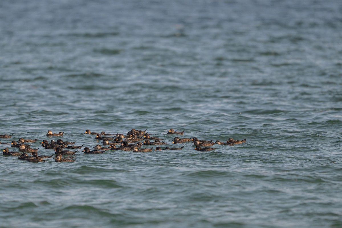 Black Scoter - ML640389808