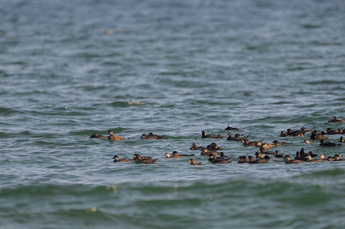 Black Scoter - ML640389809
