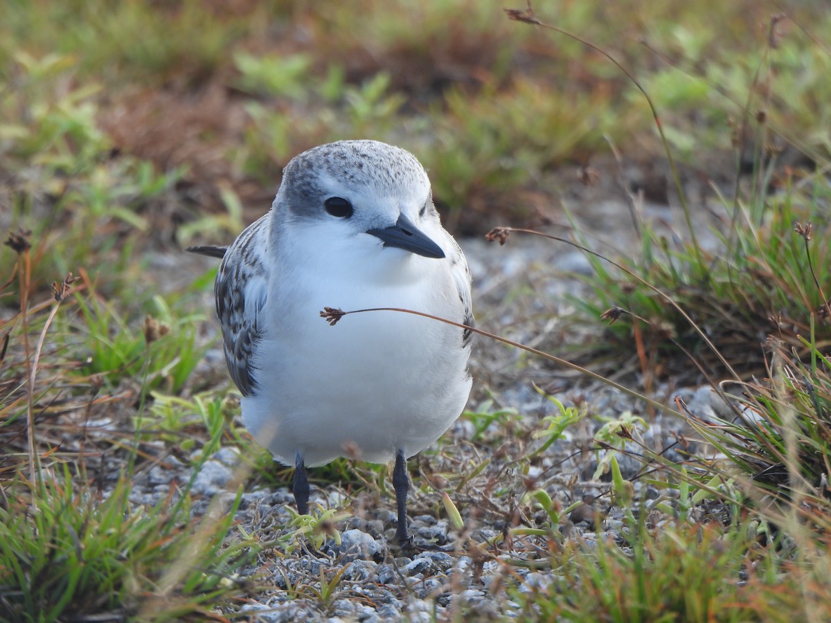 Gray-backed Tern - ML640389821