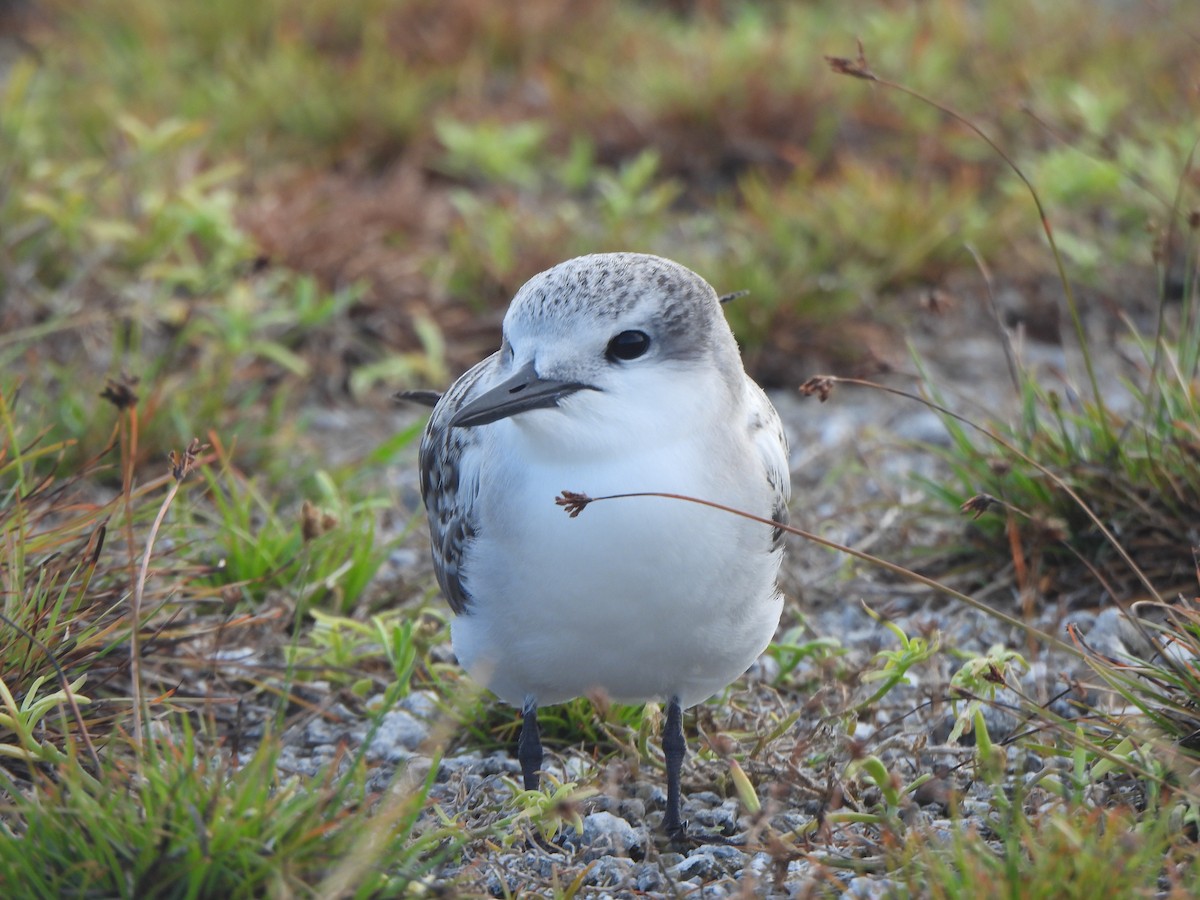 Gray-backed Tern - ML640389824