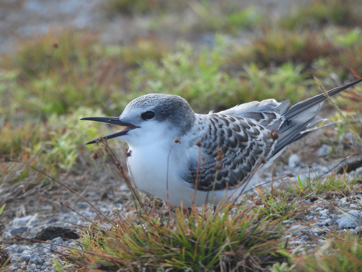 Gray-backed Tern - ML640389832