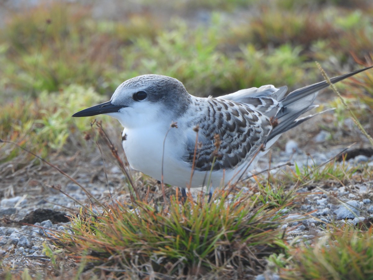 Gray-backed Tern - ML640389839