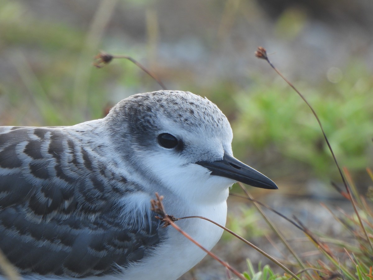 Gray-backed Tern - ML640389841