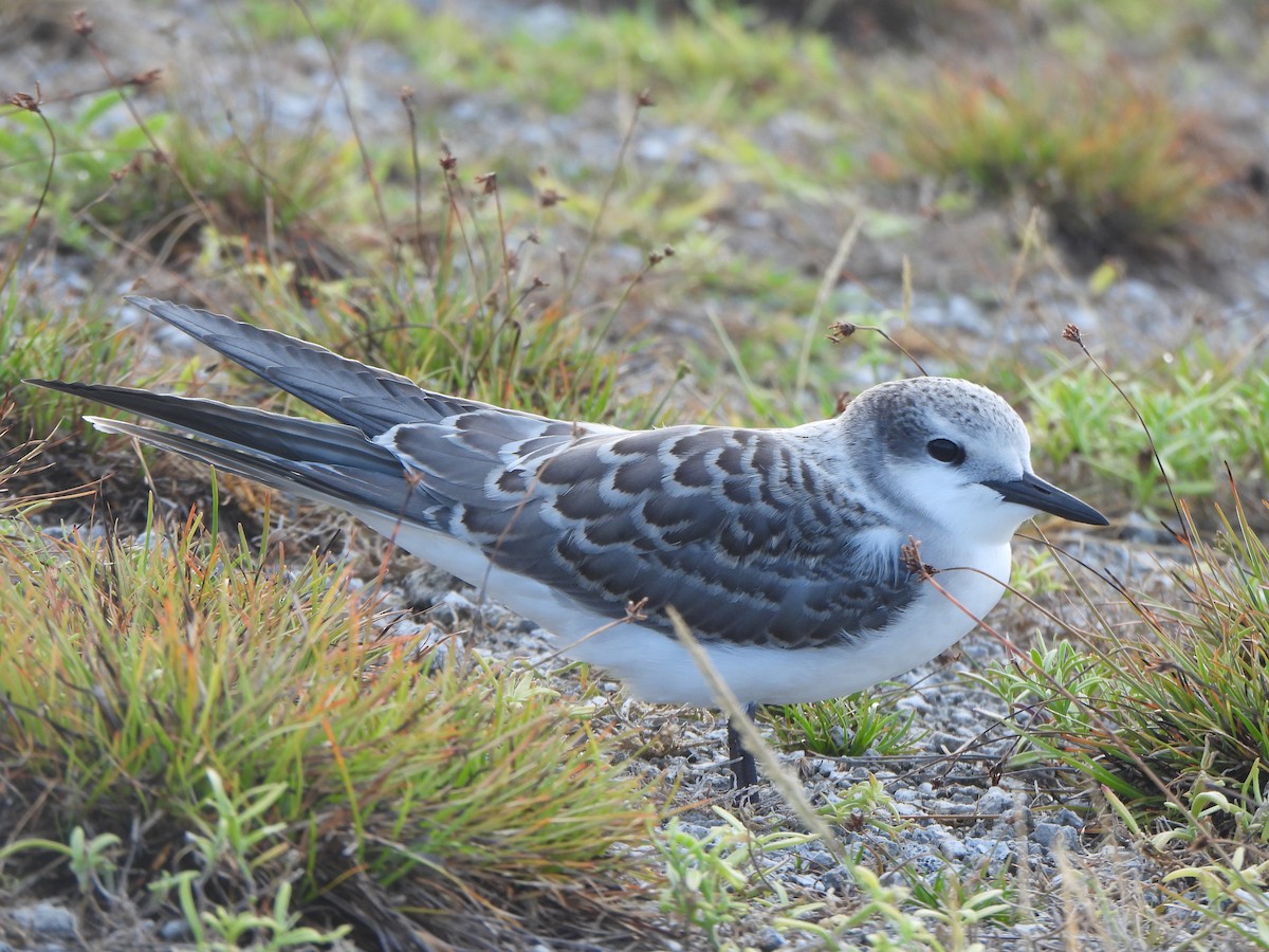 Gray-backed Tern - ML640389843