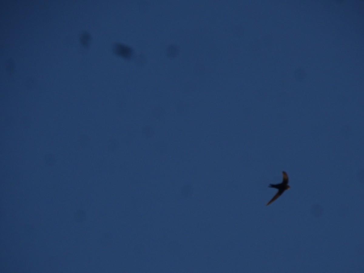 Common Swift - ML640389892