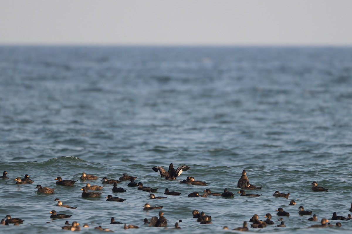 White-winged Scoter - ML640389902
