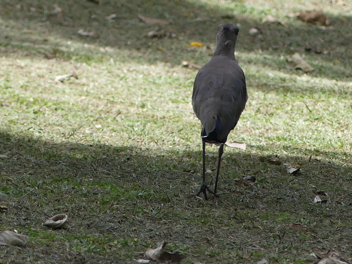 Southern Lapwing - ML640389988