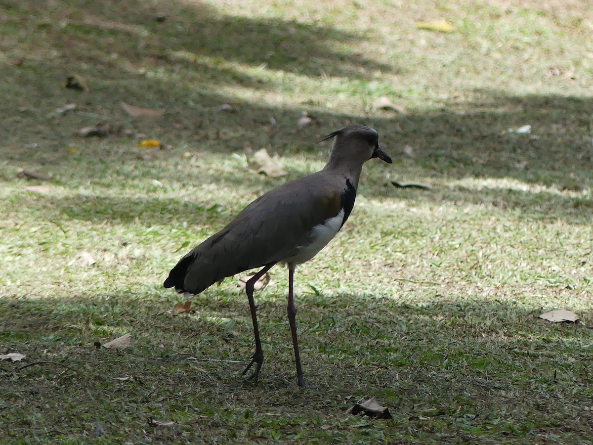 Southern Lapwing - ML640389989