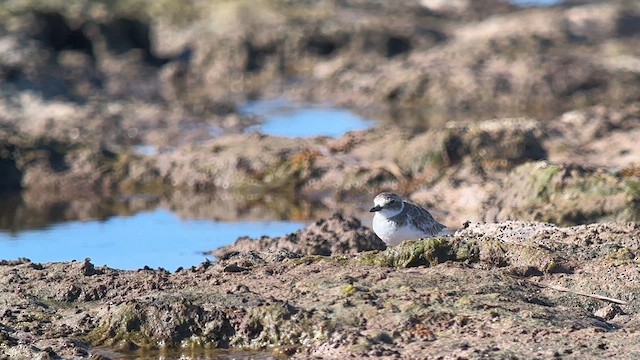 Wilson's Plover - ML640389992