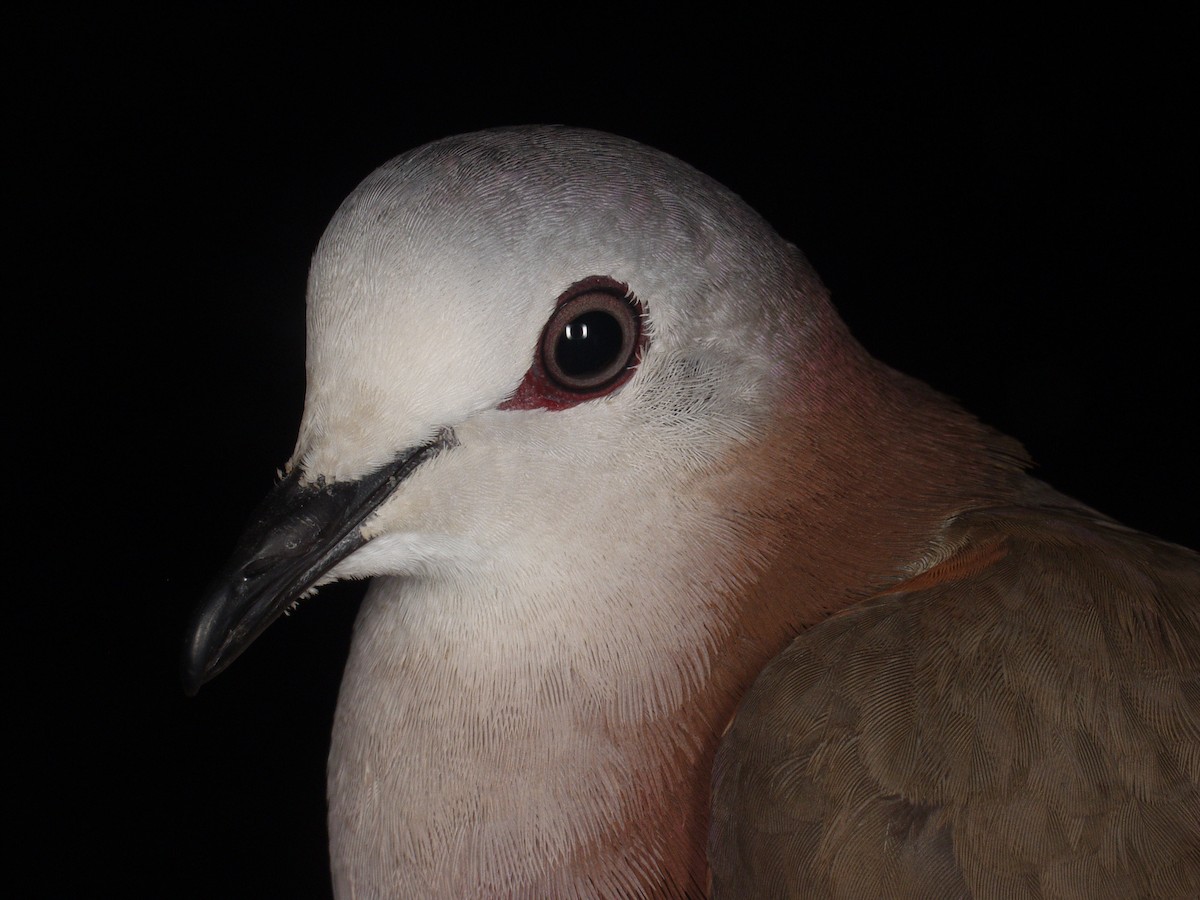 Caribbean Dove - ML640390025