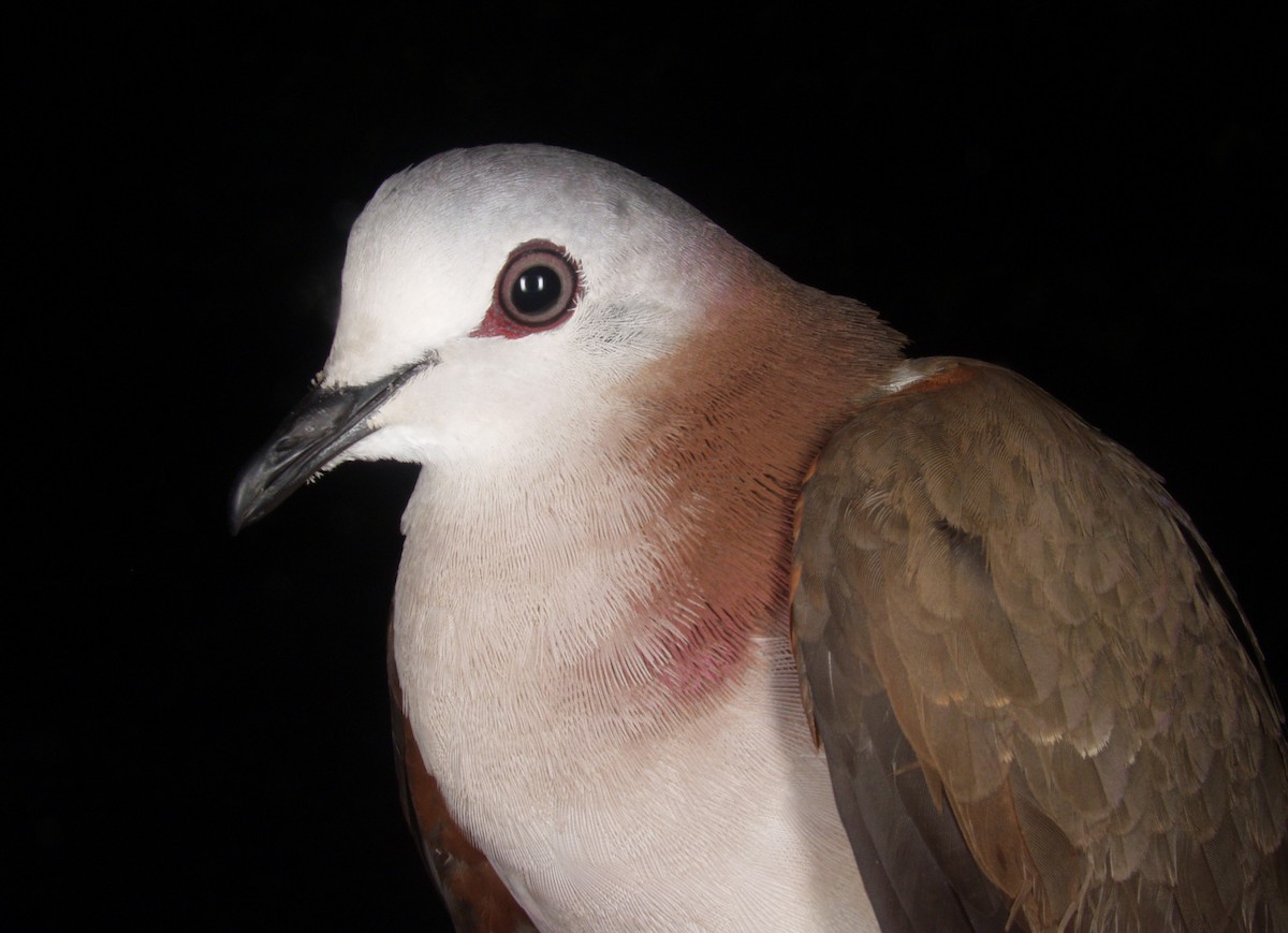 Caribbean Dove - ML640390026