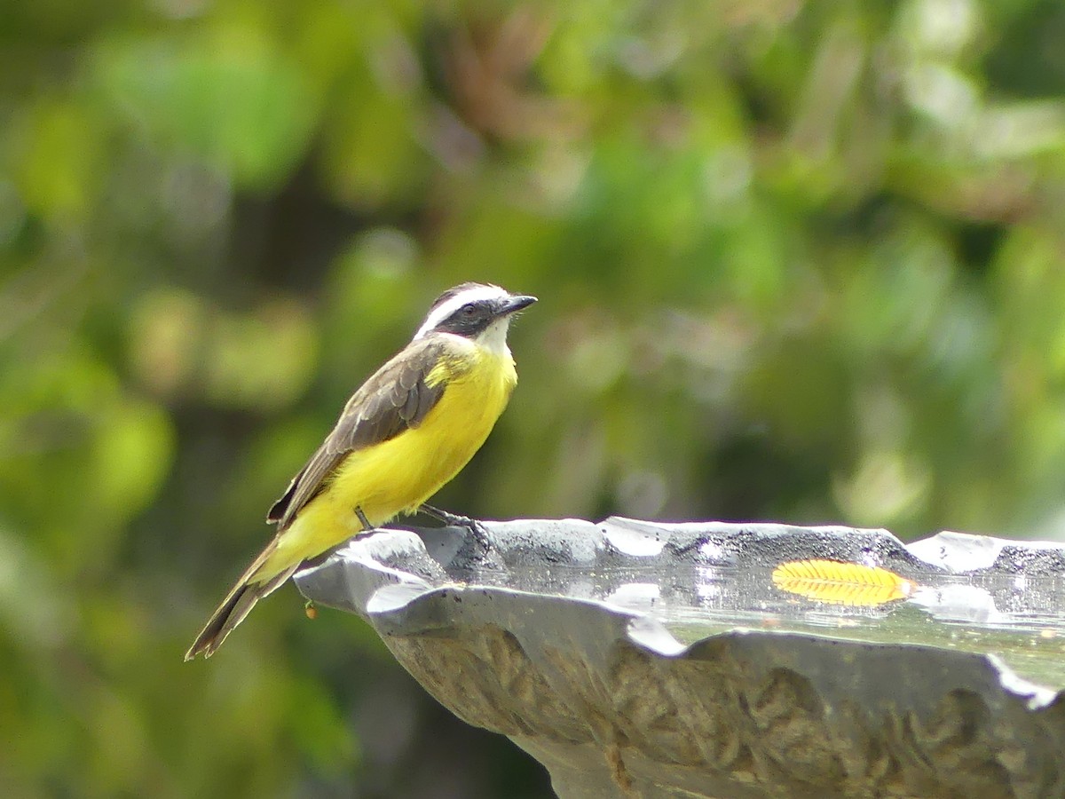 Social Flycatcher - ML640390029