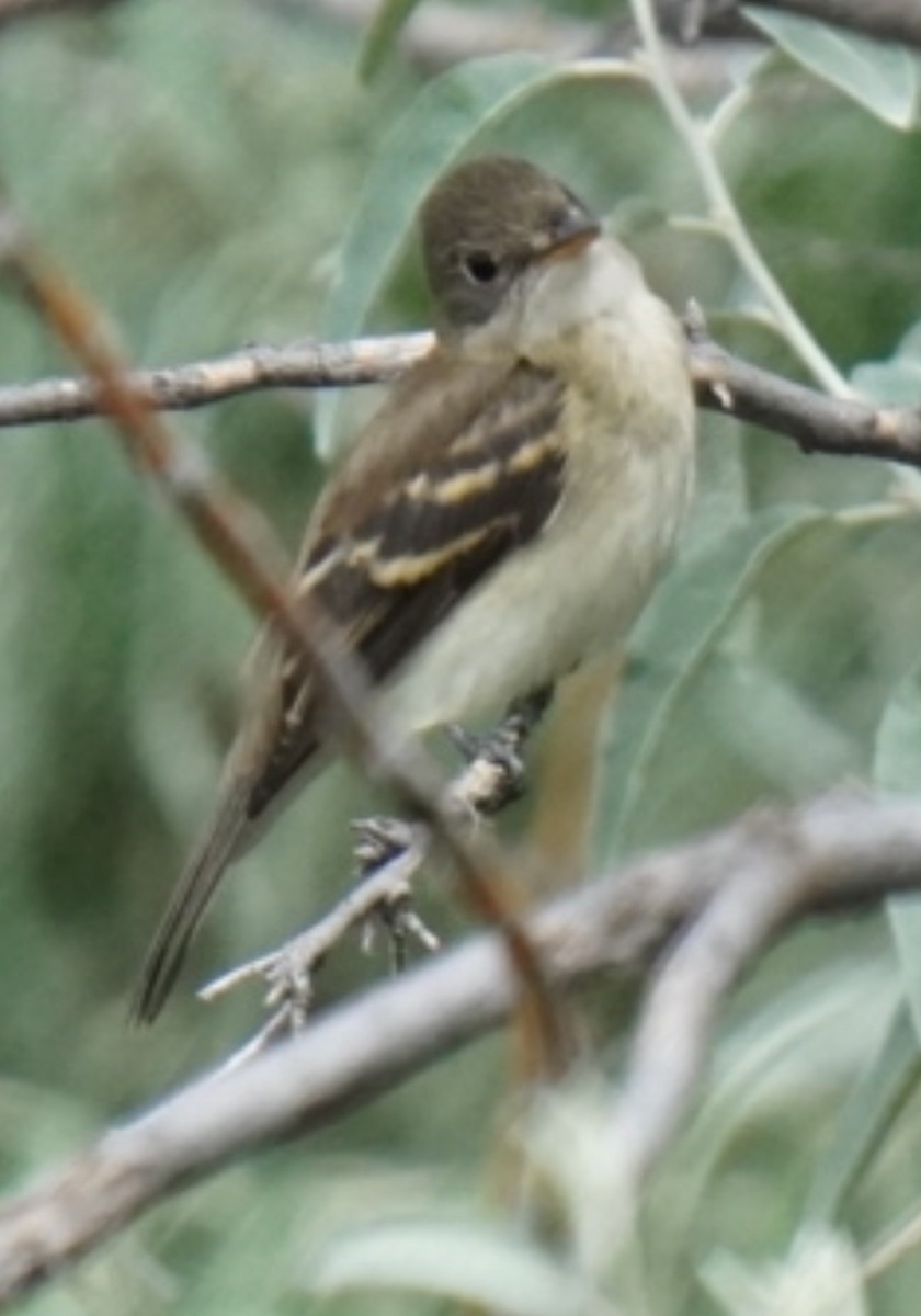 Alder Flycatcher - ML640390038