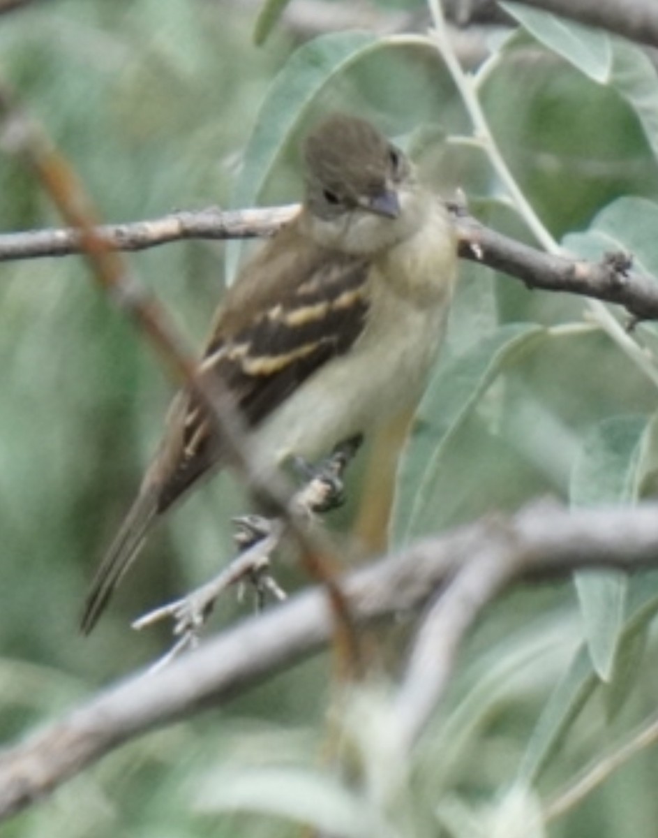 Alder Flycatcher - ML640390039