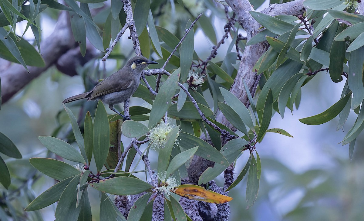 Yellow-spotted Honeyeater - ML640390066