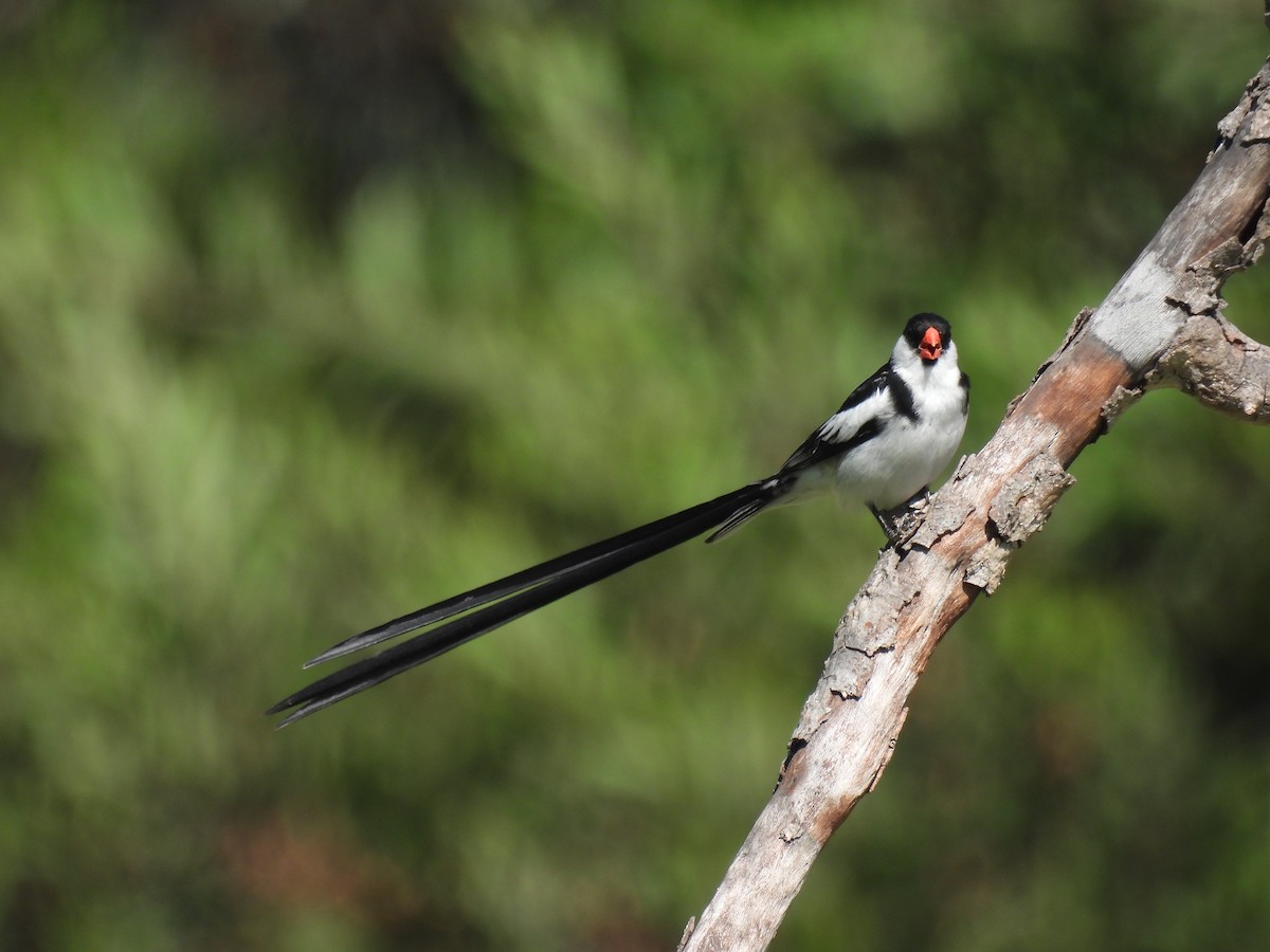 Pin-tailed Whydah - ML640390072
