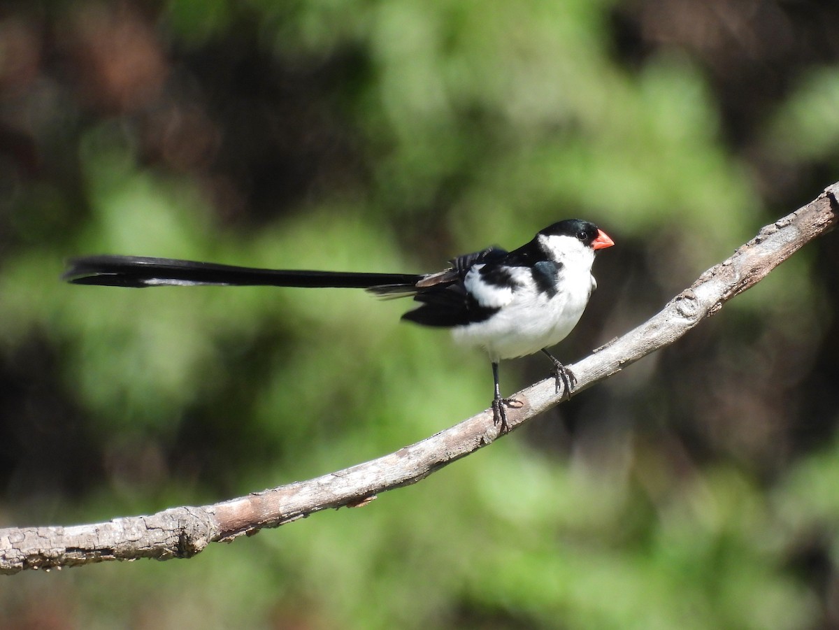 Pin-tailed Whydah - ML640390081