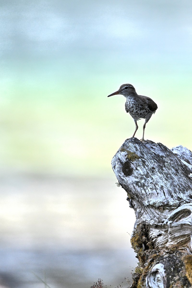 Spotted Sandpiper - ML640390083