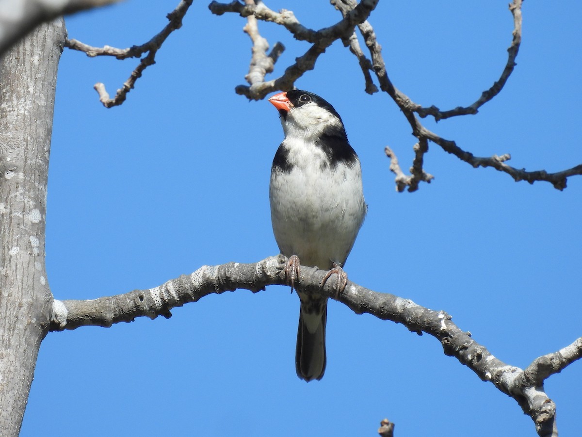 Pin-tailed Whydah - ML640390092