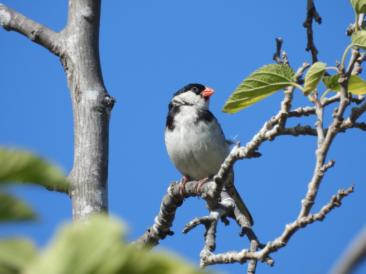 Pin-tailed Whydah - ML640390094