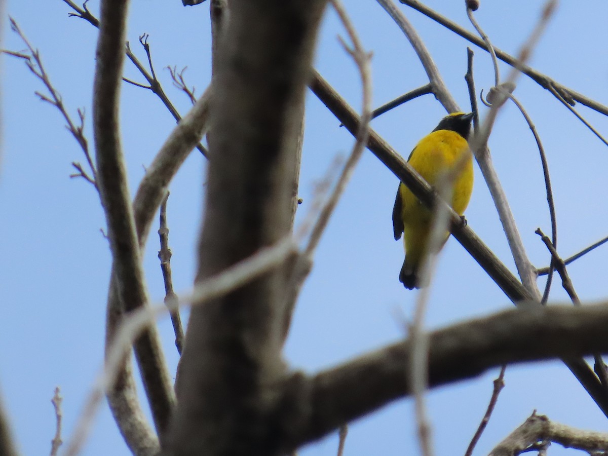 Scrub Euphonia - ML640390099